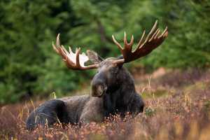Moose Droppings Recipe