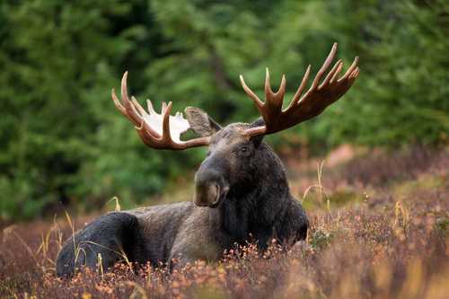 Moose Droppings
